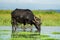 Water buffalo masses in wetland