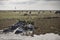 Water buffalo masses in wetland at Thale Noi, Phatthalung