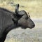 Water Buffalo & Oxpecker