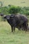 Water Buffalo with Oxpeckers