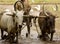 Water buffalo ploughing a rice paddy field