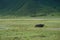 Water buffalo relaxing in the Ngorongoro Crater on a cloudy day