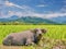 A water buffalo relaxing in a rice paddy in the Philippines.