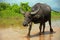 Water Buffalo rural Cambodia