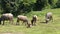 Water buffalo in rural farm of Thailand Southeast Asia