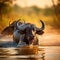 Water buffalo in safari in