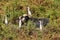 Water Buffalo sank into swamp surrounded by egrets