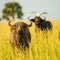 Water Buffalo, in the savannah Murchison National Park, Uganda