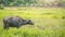 A water buffalo standing in a field in the Philippines.