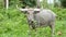 Water buffalo standing among green vegetation. Large well maintained grey bull grazing in greenery in Thailand. Typical