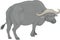 Water Buffalo Standing Illustration