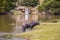 Water buffalo standing in river with waterfall in the background on the other side and turtle on rock nearby - selective focus