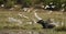 Water buffalo surronded by many white flying egrets