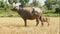  Water buffalo tied up with rope standing next to buffalo calf in a field (side-view)