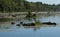 Water buffalo in a tropical swamp. Marshland. Wild nature