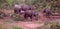 Water Buffalo, Uda Walawe National Park, Sri Lanka