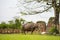 Water buffalo under big tree. Idyllic scene in Asian agriculture region