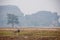 A water buffalo in a Vietnamese field