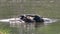 Water Buffalo wading and cooling down in the pond.