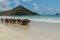 Water buffalo walking on white sandy beach at Lombok Island. Herd of buffaloes strolling by the pleasant evening beach