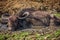Water Buffalo wallowing in mud pool