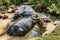 Water buffalo wallowing in a muddy waterhole in the Philippines.