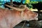 Water buffalo and White Buffaloes in cages of Thailand Buffalo Conservation Village or Baan Kwai Thai for thai people and foreign