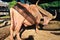 Water buffalo and White Buffaloes in cages of Thailand Buffalo Conservation Village or Baan Kwai Thai for thai people and foreign