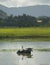 Water buffalo and white egret