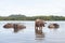 WATER BUFFALOES BATHING IN A RIVER