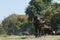 Water buffaloes Bubalus bubalis in the riverside of the Hiran river.