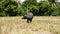 Water Buffaloes Carabao Pasturing in the Rice Fields 07
