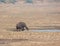 Water Buffaloes drinking water from Collected Water