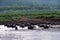 Water buffaloes enjoy swimming in river