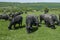 Water buffaloes herd