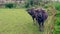 Water buffaloes on pasture with bamboo fence