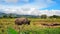 Water buffaloes pasturing in the rice filed 02