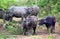 Water Buffaloes Standing in the Rain at Uda Walawe National Park, Sri Lanka