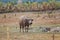 Water buffaloes standing relax