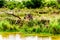 Water Buffaloes surrounded by Egrets grazing on the riverbank of the Olifants River in Kruger National Park