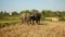 Water buffaloes tied up with rope and buffalo calf grazing in a field