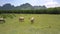 Water buffaloes walk on field under blue sky upper view