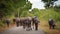 Water buffaloes are walking on Indian road
