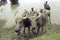 Water buffaloes are washed by farmers in the river