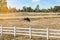 Water buffaloes in white fence on the grazing farm