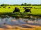 Water buffaloes in Yala National Park