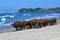 Water buffalos on the beach, Sumba, Indonesia