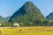 Water buffalos in the countryside of Yangshuo, Guangxi, China