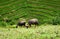Water buffalos grassing