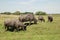 Water Buffalos Grazing